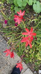 Hesperantha coccinea