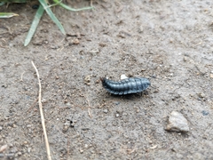 Silpha carinata
