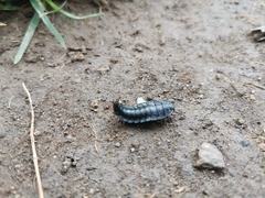 Silpha carinata