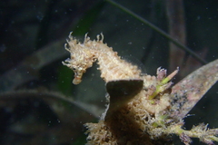 Hippocampus breviceps