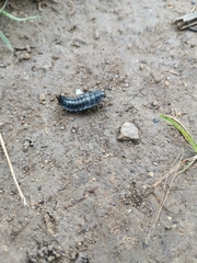 Silpha carinata