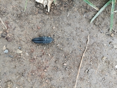 Silpha carinata