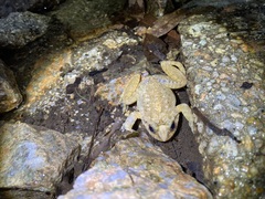 Quasipaa exilispinosa