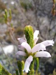Erica viscaria