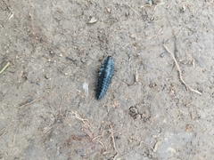 Silpha carinata