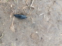Silpha carinata
