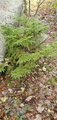 Juniperus communis