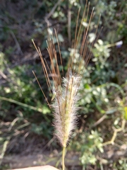 Dichanthium sericeum