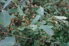Salix cinerea