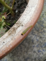 Euura pavida