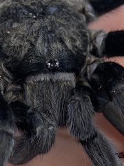 Tliltocatl epicureanus