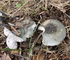Heterophyllidia