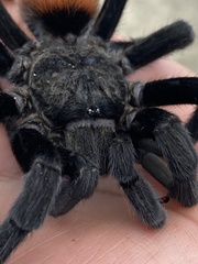 Tliltocatl epicureanus