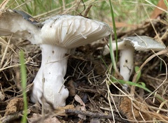 Heterophyllidia