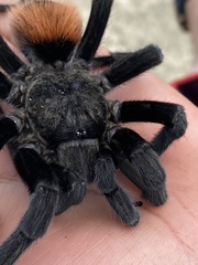 Tliltocatl epicureanus