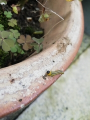 Euura pavida