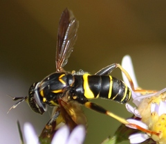Spilomyia sayi