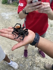 Tliltocatl epicureanus