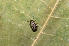 Pachybrachis hippophaes