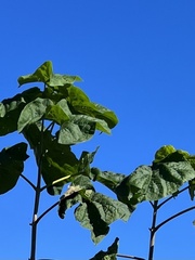 Paulownia tomentosa