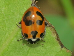 Hippodamia parenthesis