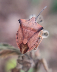Carpocoris fuscispinus