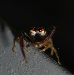 Hentzia