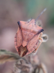 Carpocoris fuscispinus
