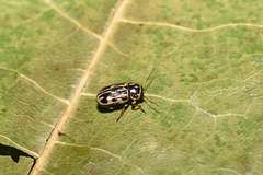 Pachybrachis hippophaes