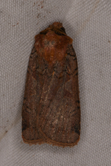 Parabagrotis
