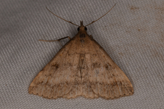 Tetanolita palligera