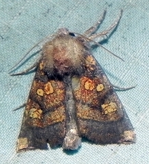 Papaipema impecuniosa