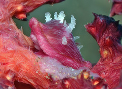 Dentiovula mariae