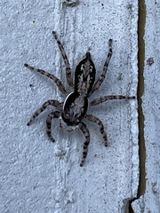 Menemerus bivittatus