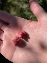 Euonymus