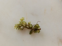 Botryocladia botryoides