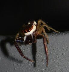 Hentzia