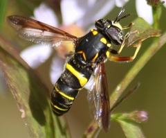 Spilomyia sayi