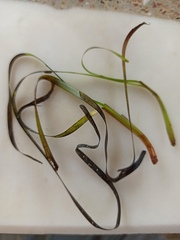 Cymodocea nodosa