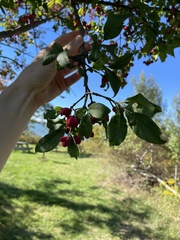 Euonymus