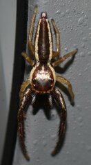 Hentzia