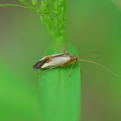 Adelphocoris suturalis