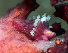 Dentiovula mariae