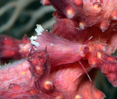 Dentiovula mariae