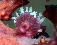 Dentiovula mariae