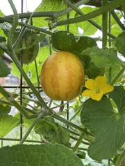 Cucumis melo