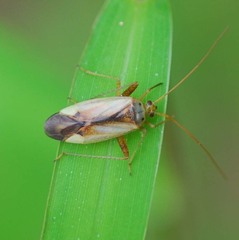 Adelphocoris suturalis