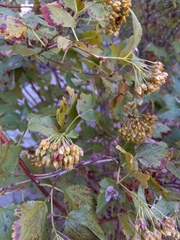 Physocarpus intermedius