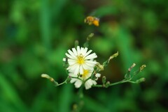 Dasypoda japonica