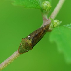 Neotituria kongosana